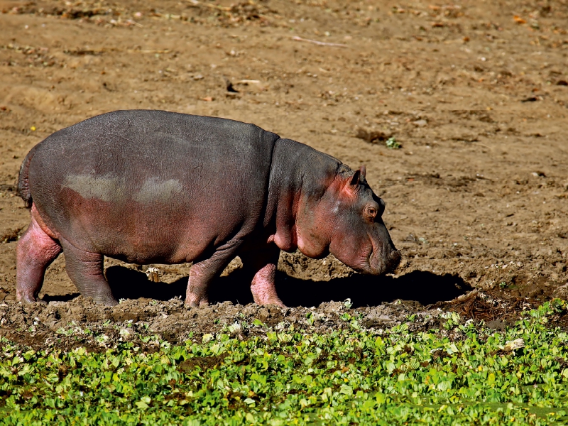 Hippo auf Landgang, Afrika