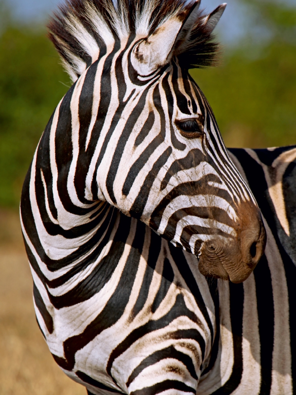 Blick zurück, Südafrika