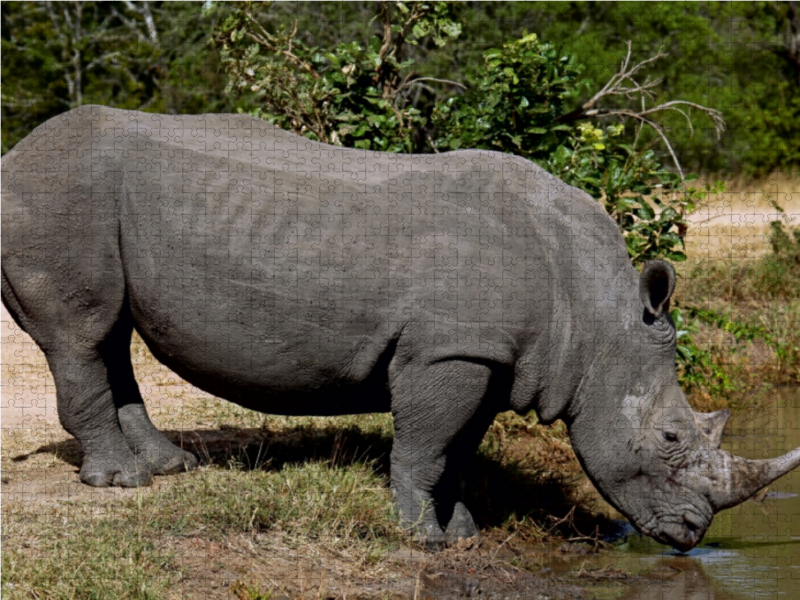 Wasserstopp fürs Nashorn