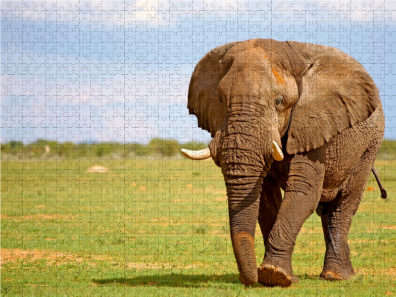 Elefant auf Tour, Namibia