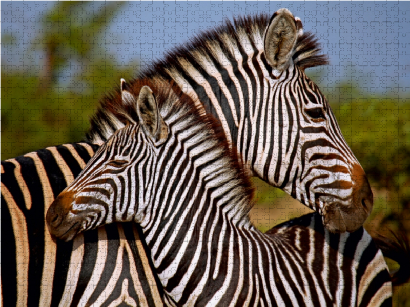 Zebra-Kleinfamilie, Afrika