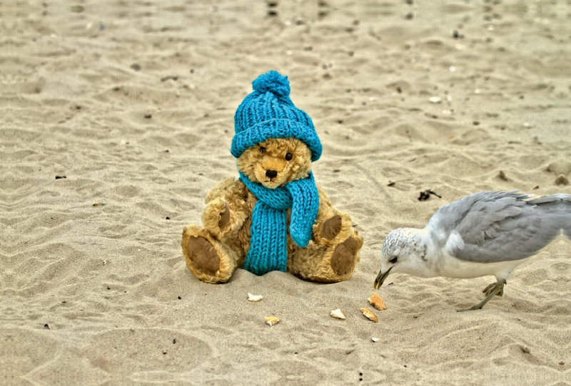 Teddy Sammy am Strand