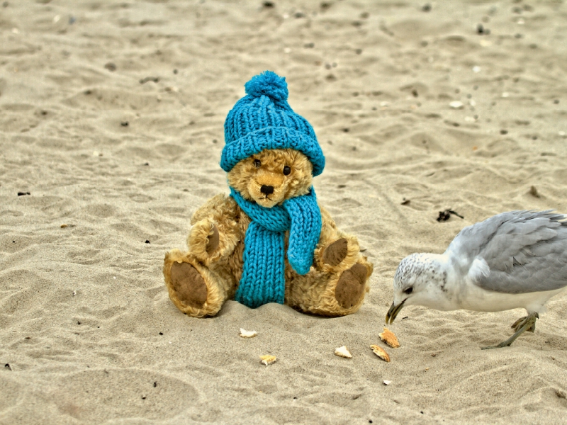 Teddy Sammy am Strand