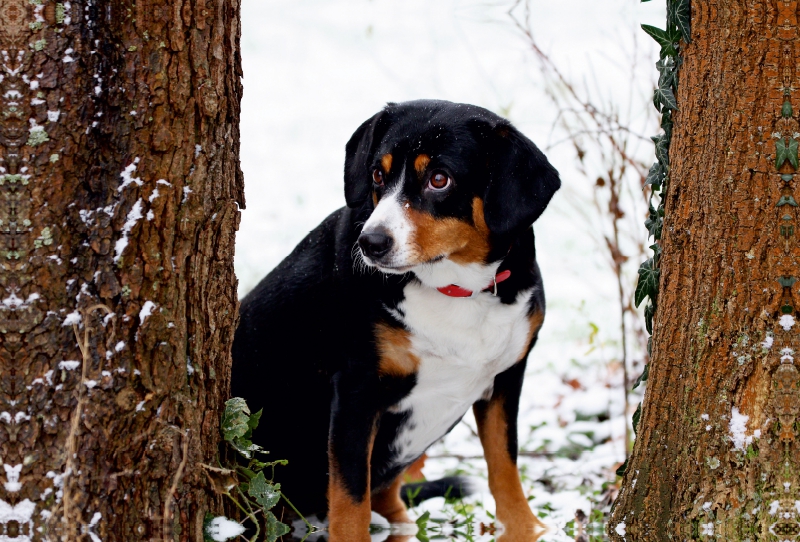 Entlebucher Sennenhund