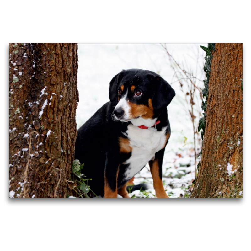 Entlebucher Sennenhund