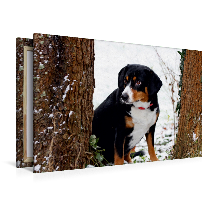 Entlebucher Sennenhund