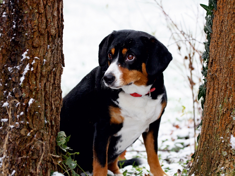 Entlebucher Sennenhund