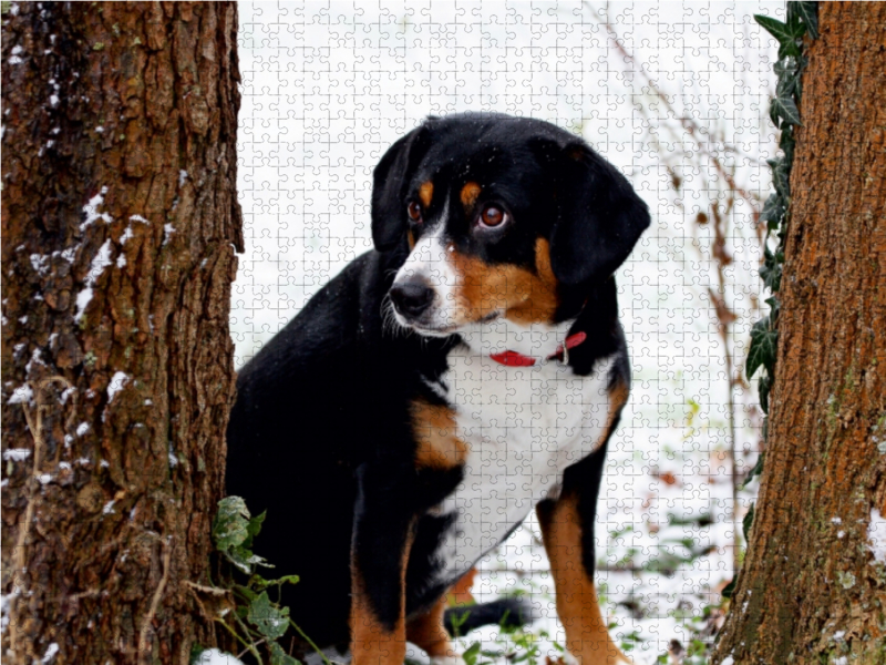 Entlebucher Sennenhund