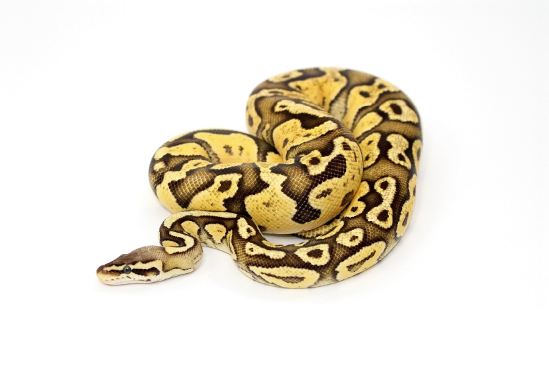 Python