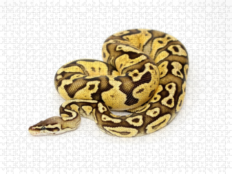 Python