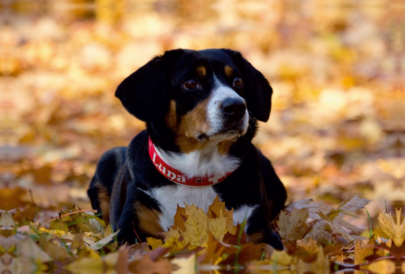 Entlebucher Sennenhund