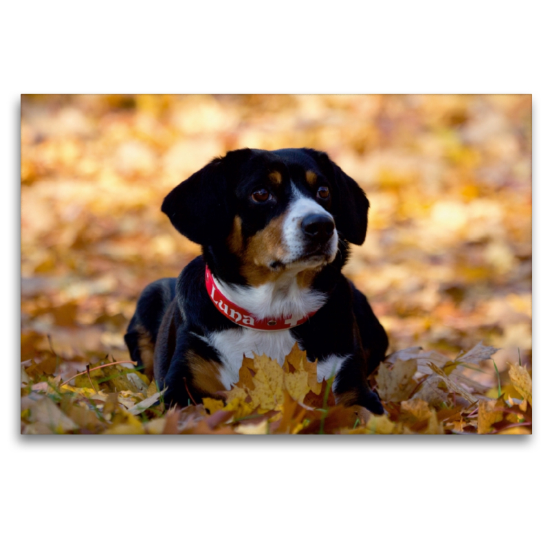 Entlebucher Sennenhund