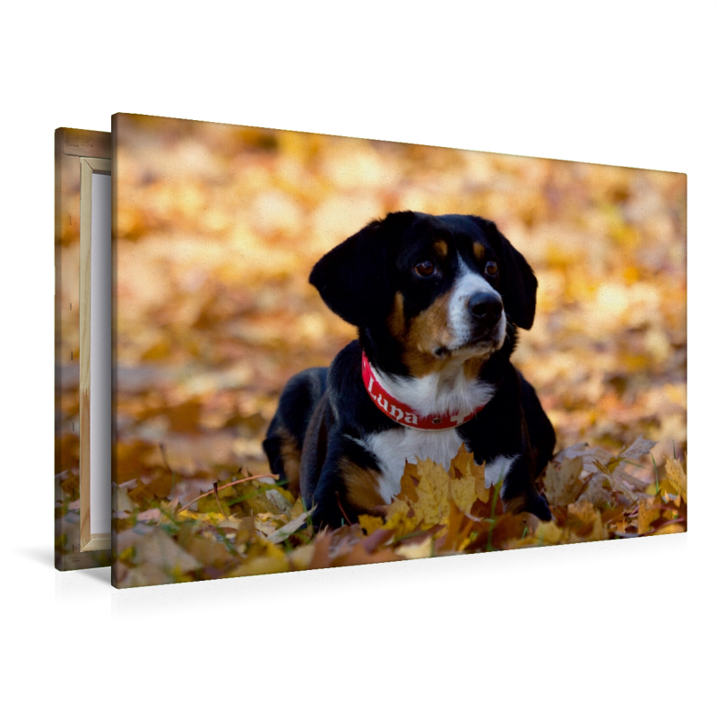 Entlebucher Sennenhund