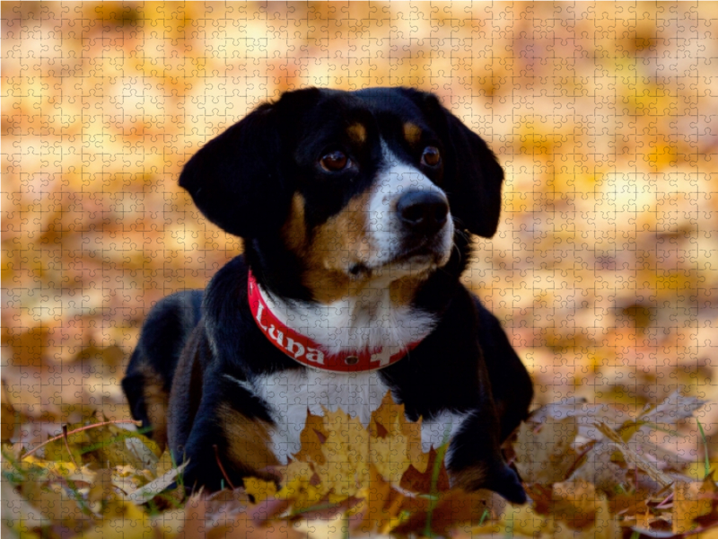 Entlebucher Sennenhund