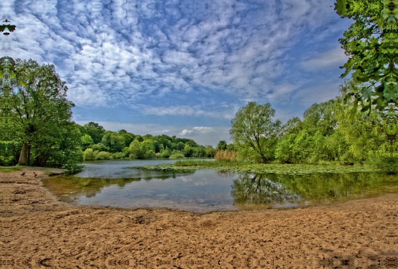 Waldsee in Hämelerwald