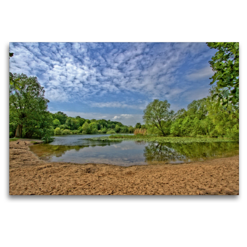 Waldsee in Hämelerwald