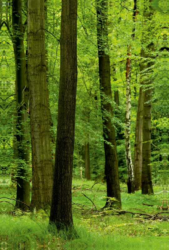 Sommergrüner Wald