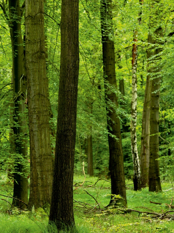 Sommergrüner Wald