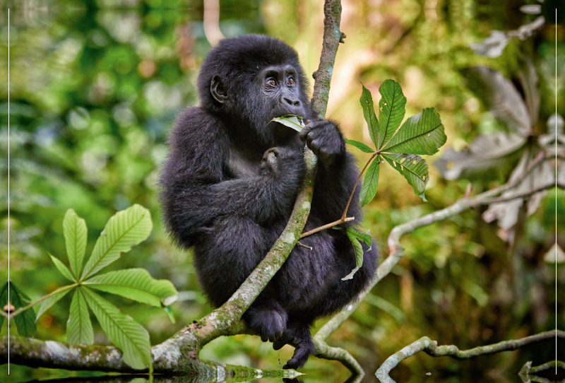 süsser kleiner Berggorilla, Gorilla beringei beringei, Bwindi Impenetrable Nationalpark, Uganda, Afrika