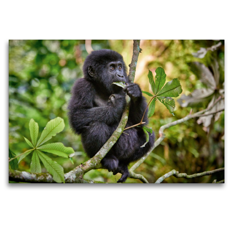 süsser kleiner Berggorilla, Gorilla beringei beringei, Bwindi Impenetrable Nationalpark, Uganda, Afrika