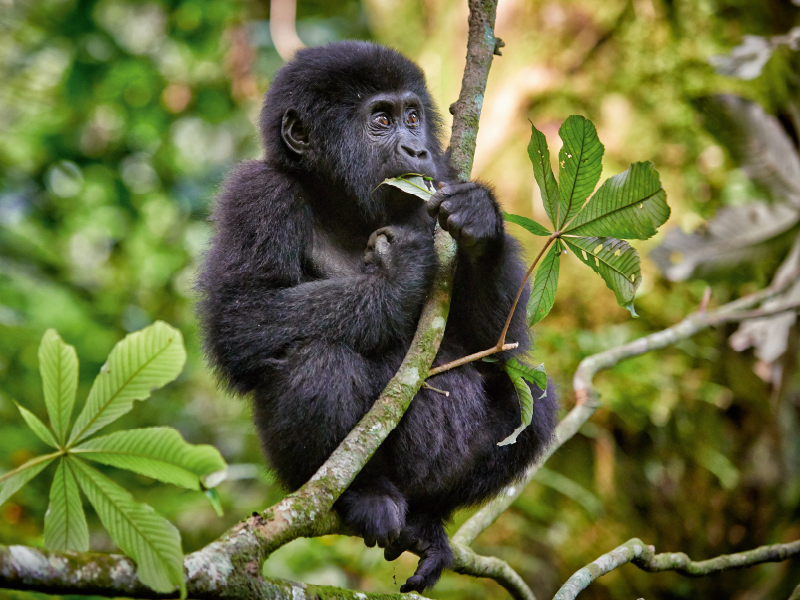 süsser kleiner Berggorilla, Gorilla beringei beringei, Bwindi Impenetrable Nationalpark, Uganda, Afrika