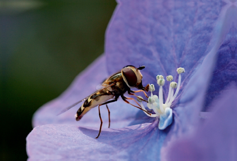 Schwebfliege auf Hortensie