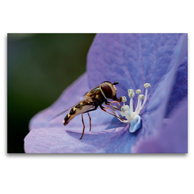 Schwebfliege auf Hortensie