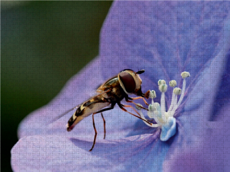 Schwebfliege auf Hortensie