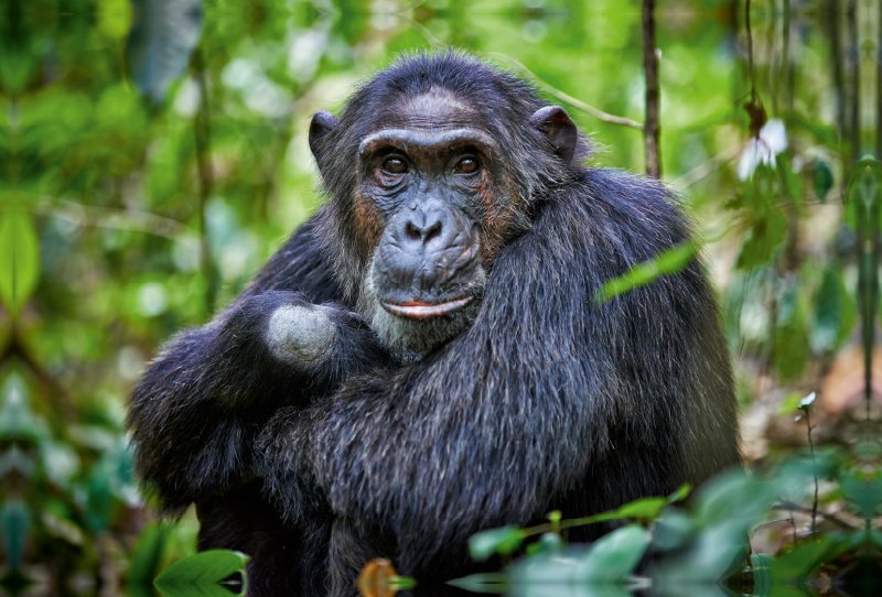 Porträt eines wilden Schimpansen, Pan troglodytes, Kibale-Nationalpark, Fort Portal, Uganda, Afrika