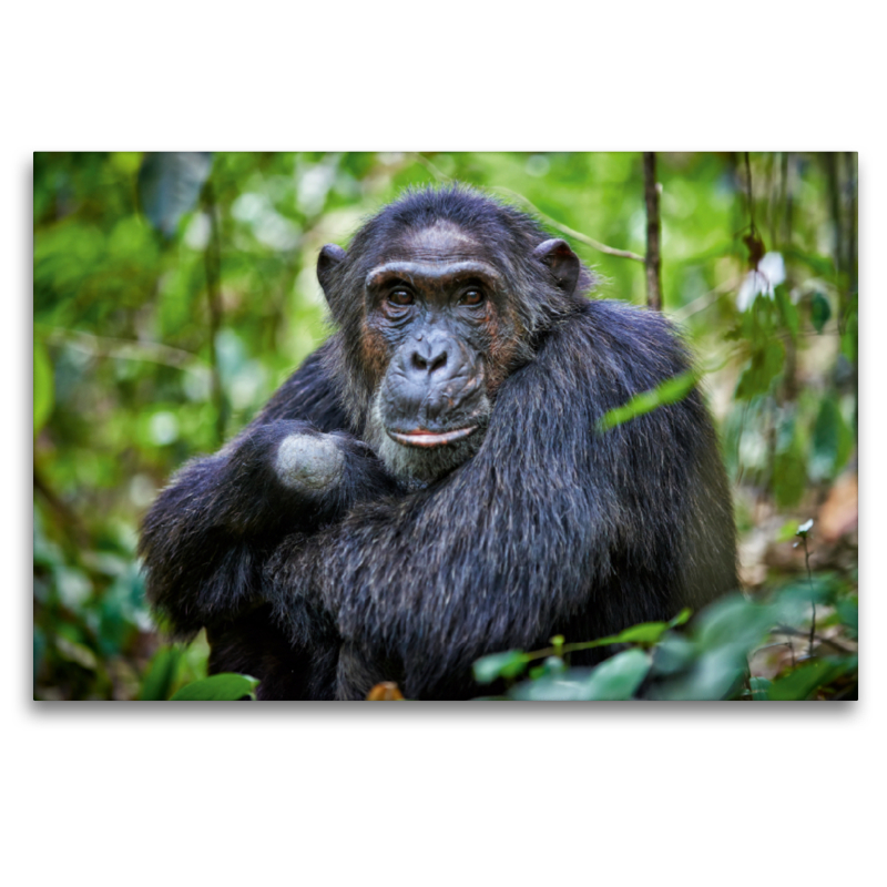 Porträt eines wilden Schimpansen, Pan troglodytes, Kibale-Nationalpark, Fort Portal, Uganda, Afrika