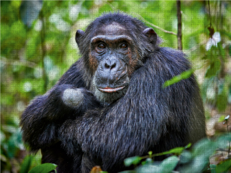 Porträt eines wilden Schimpansen, Pan troglodytes, Kibale-Nationalpark, Fort Portal, Uganda, Afrika