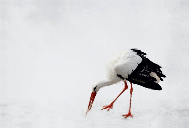 Storch