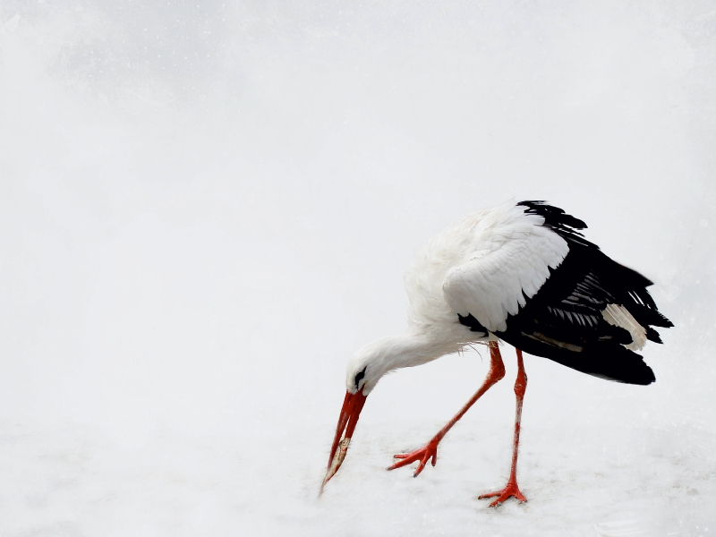 Storch