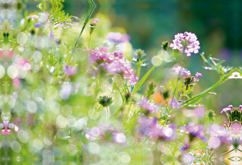 Sommerwiese im Sommerlicht