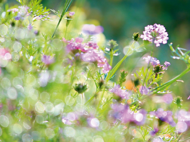 Sommerwiese im Sommerlicht