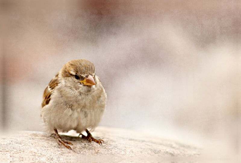 Kleiner Spatz