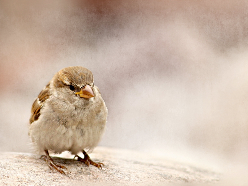 Kleiner Spatz