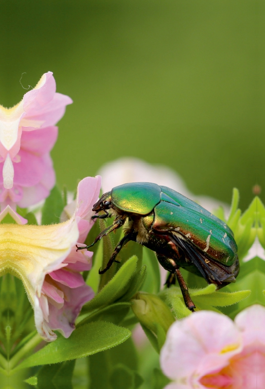 Rosenkäfer im Blütenrausch