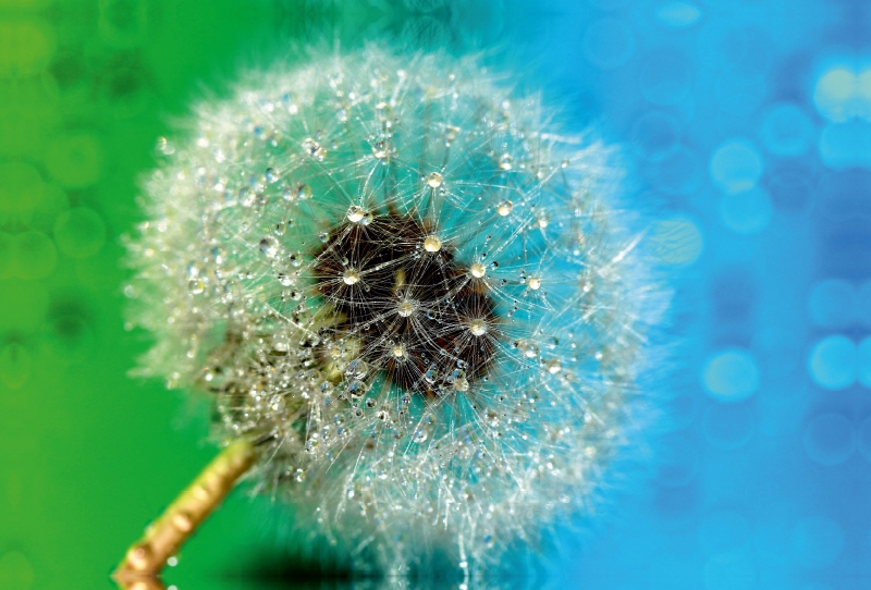 Pusteblume mit Tautropfen