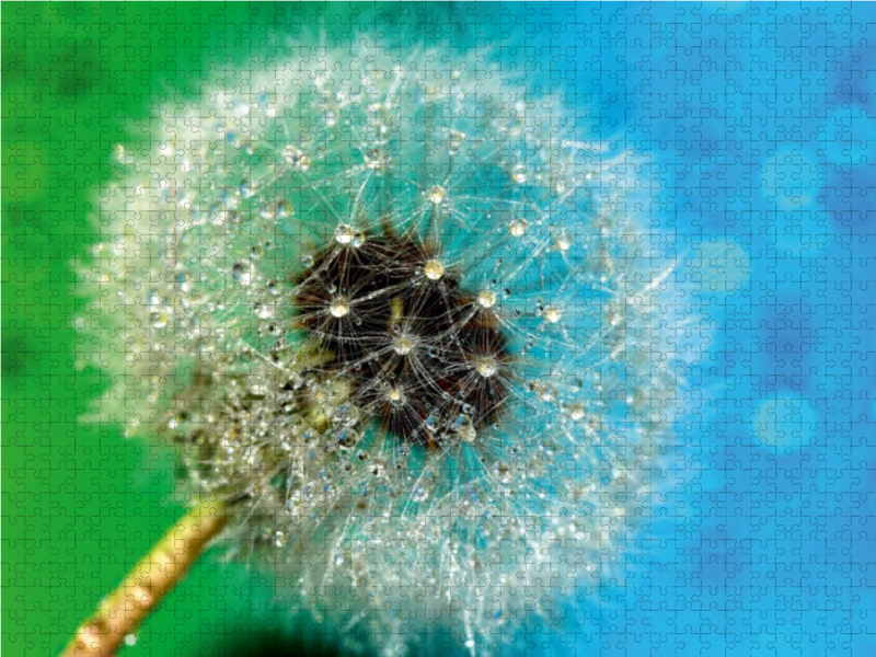 Pusteblume mit Tautropfen