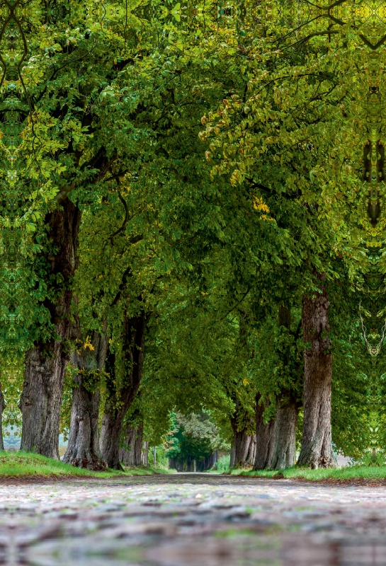 Allee bei Lancken-Granitz