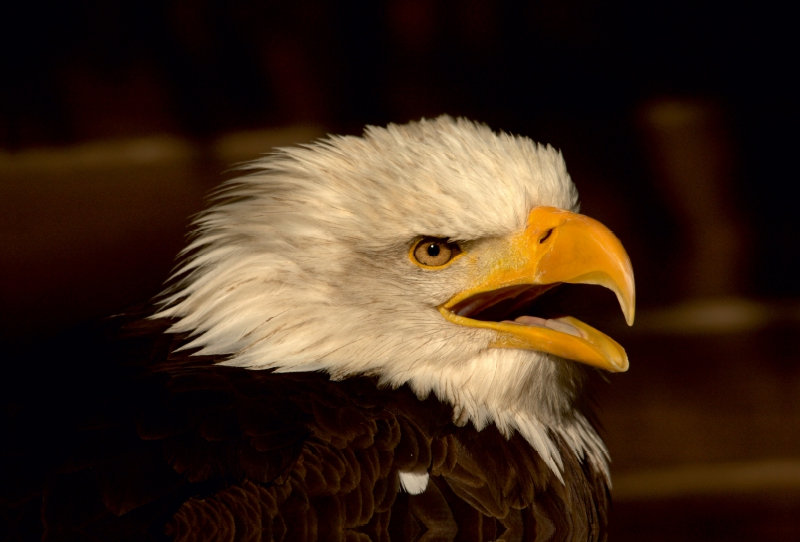 Greifvögel - Der Weißkopfseeadler