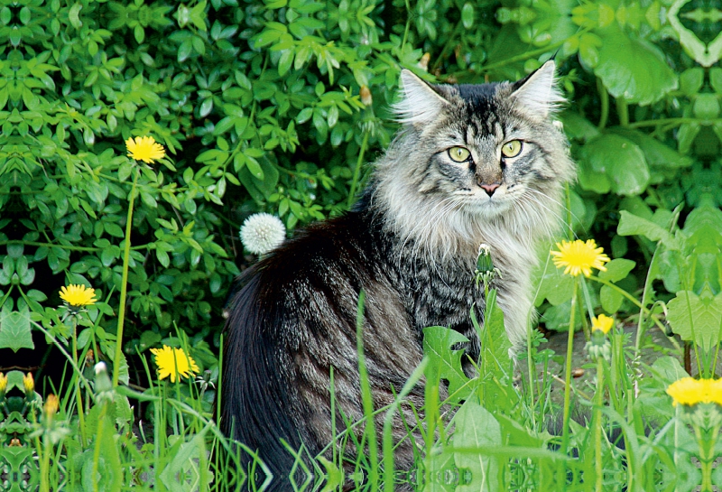 Katzen - Maine Coon