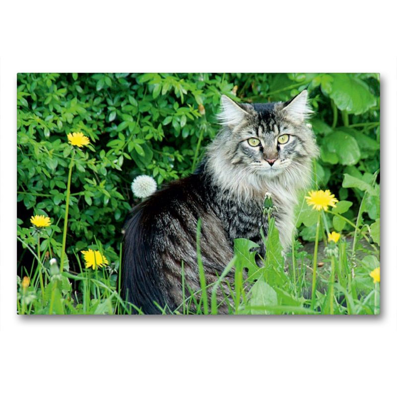 Katzen - Maine Coon