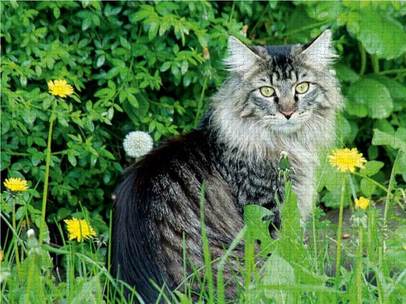 Katzen - Maine Coon