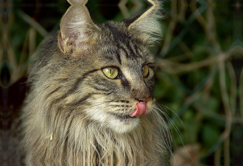 Katzen - Maine Coon