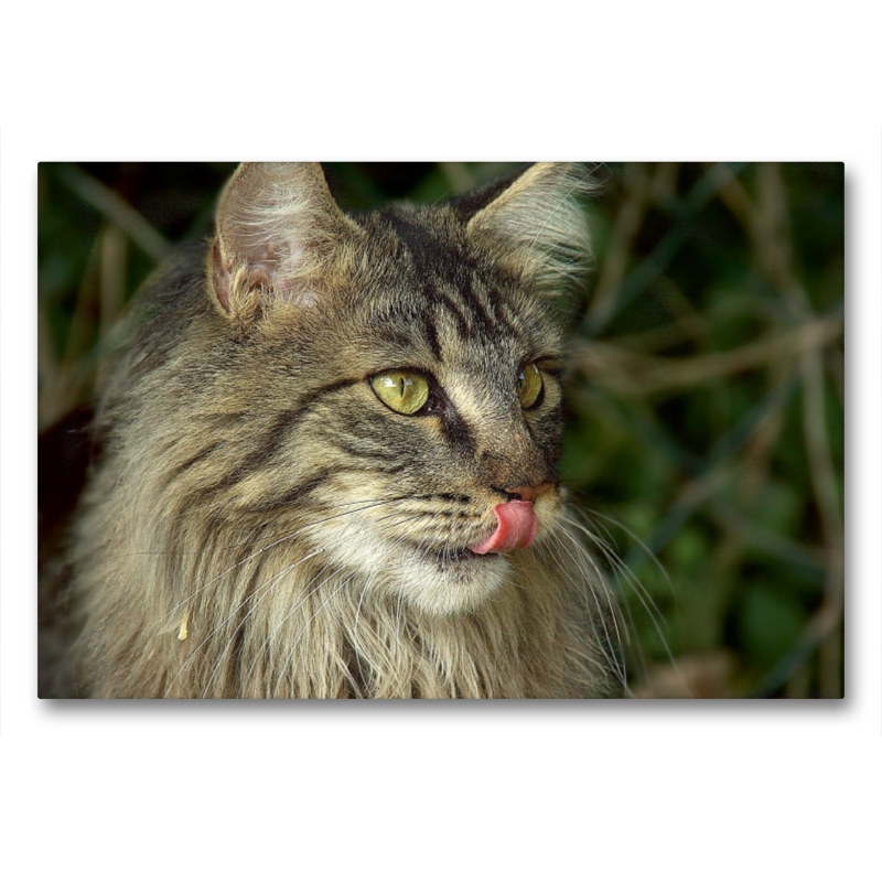 Katzen - Maine Coon