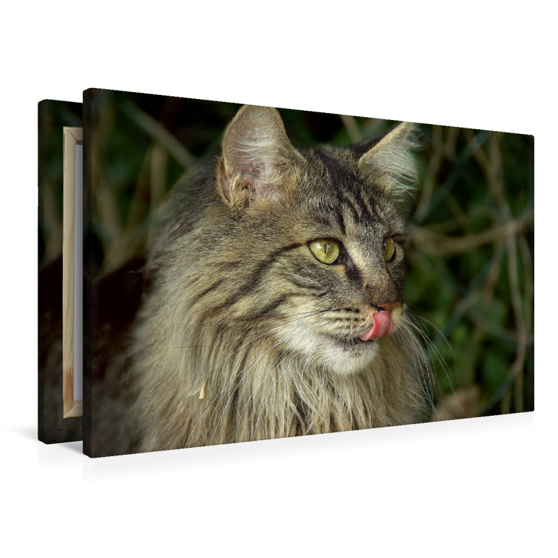 Katzen - Maine Coon