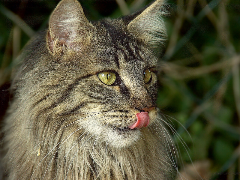 Katzen - Maine Coon