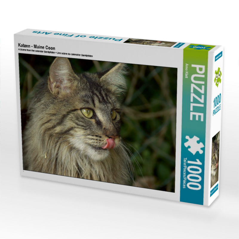 Katzen - Maine Coon